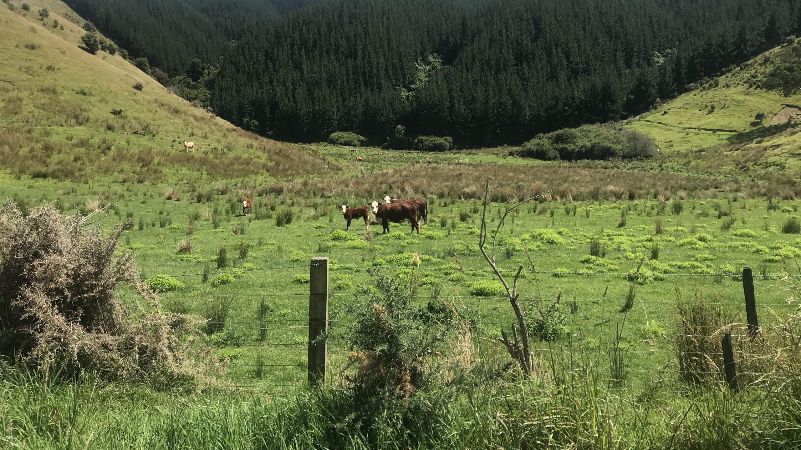 Cows looking at this crazy person running in New Zealand