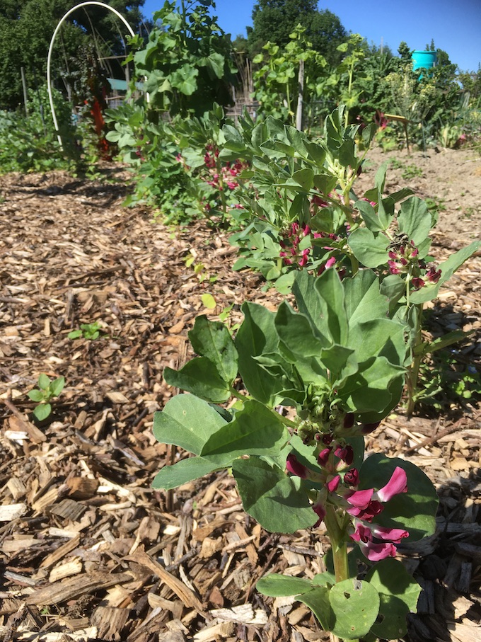Broad beans in my garden, for which I didn't buy the seeds!